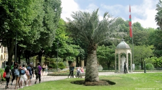 Las palmeras en la Plaza Gipuzkoa de San Sebastián